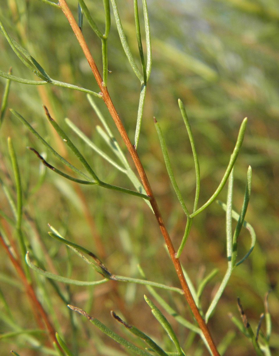 Изображение особи Artemisia salsoloides.