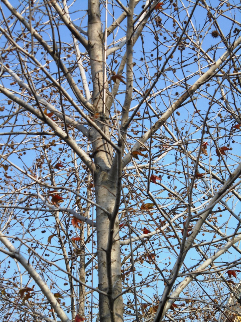 Изображение особи Liquidambar styraciflua.