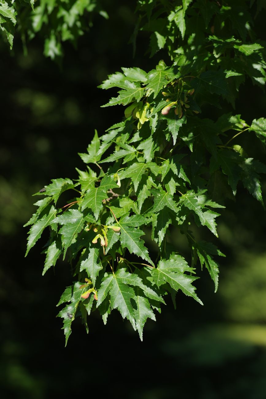 Image of Acer ginnala specimen.