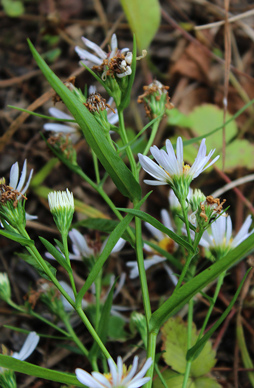 Изображение особи Symphyotrichum &times; salignum.