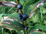 Polygonatum multiflorum. Часть стебля со зрелыми плодами. Чувашия, окр. г. Шумерля, Кумашкинский заказник, смешанный лес возле Соколовой поляны. 29 июля 2005 г.