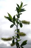 Salix pentandra