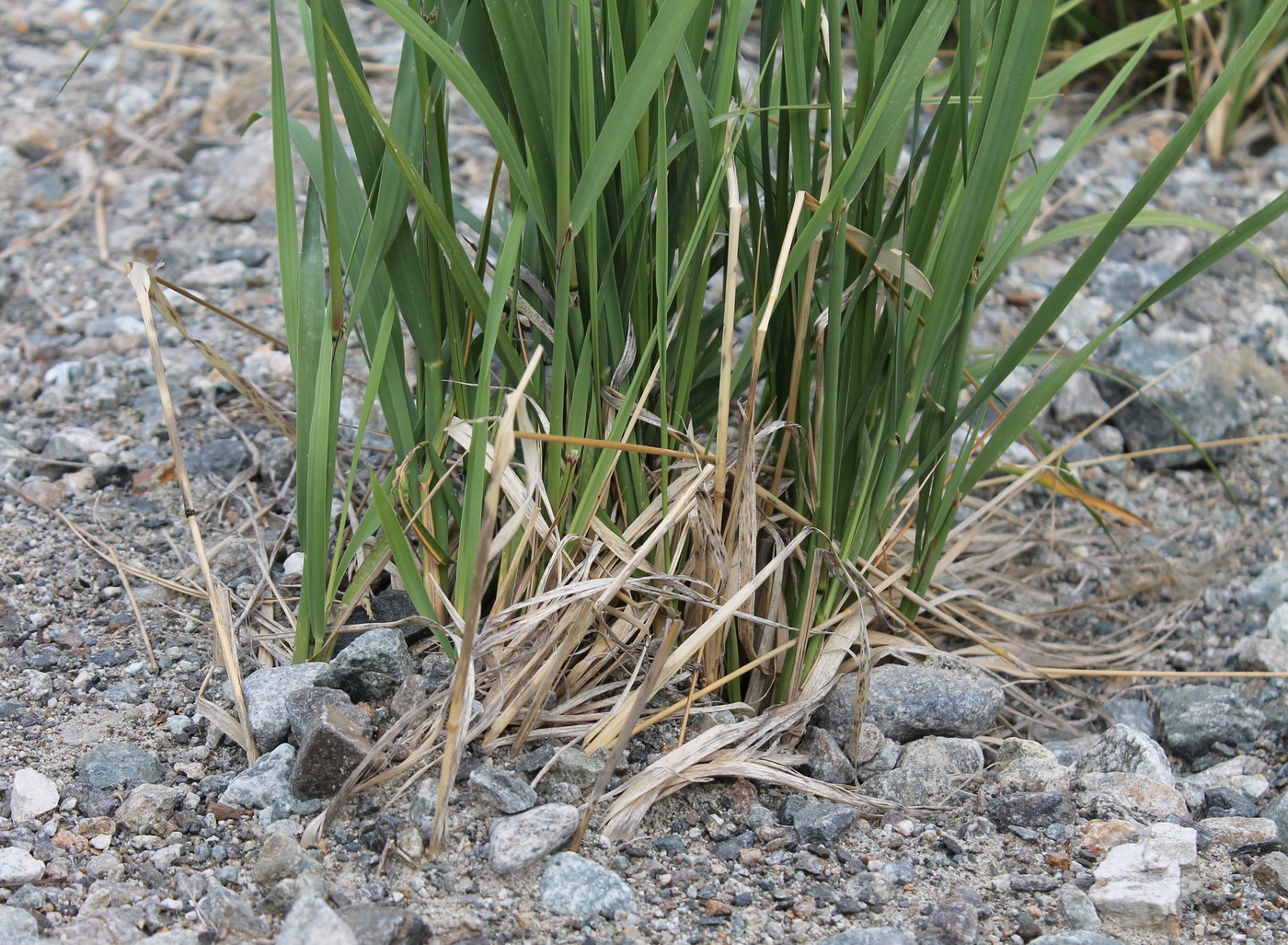 Изображение особи Calamagrostis balkharica.