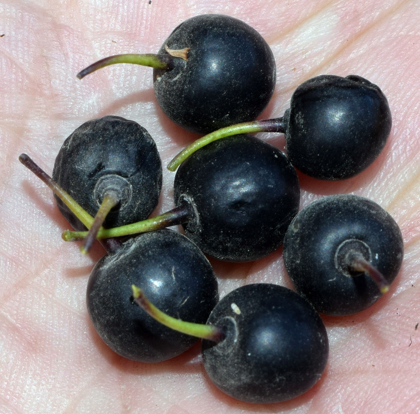 Изображение особи Rhamnus cathartica.
