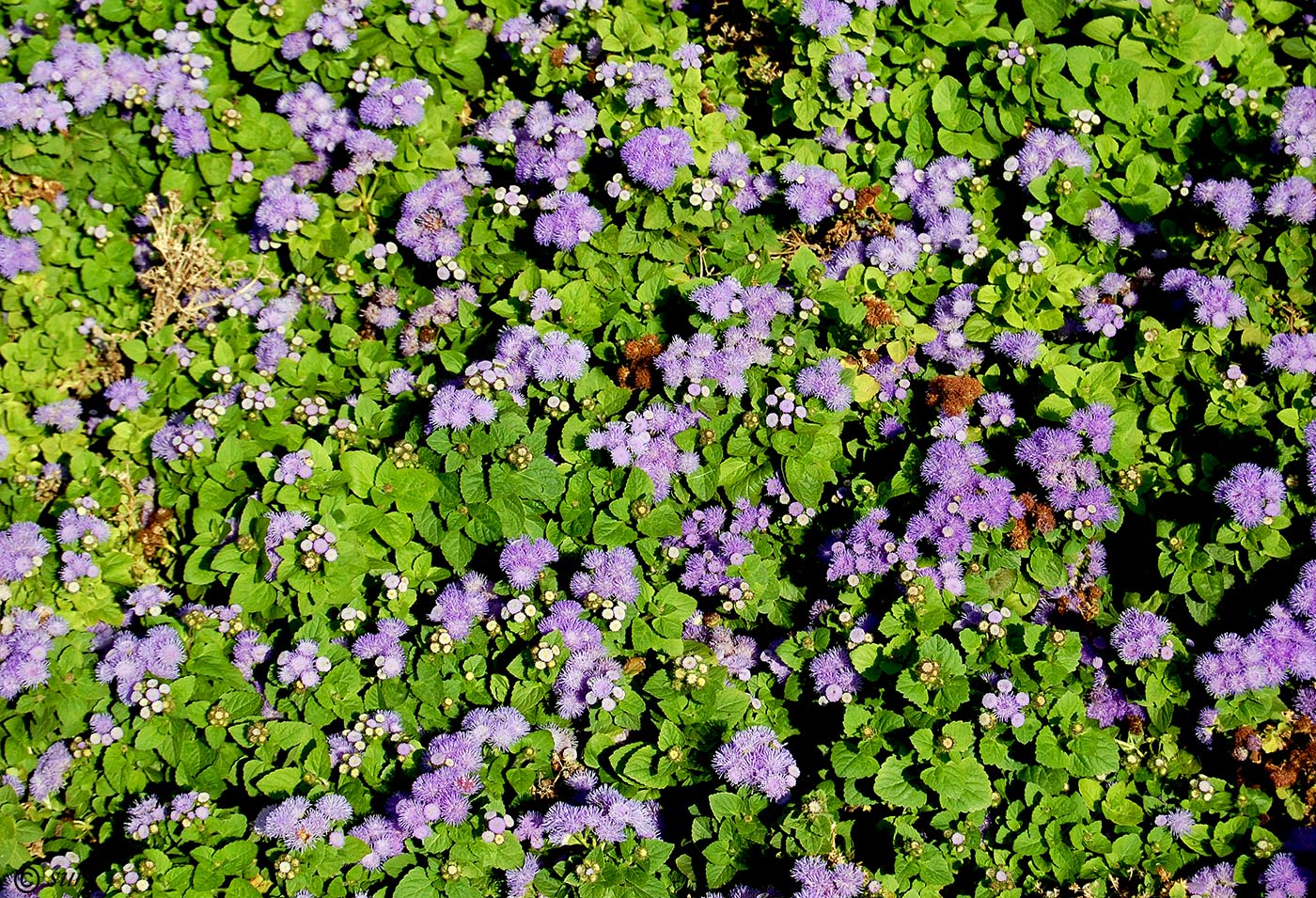 Image of Ageratum houstonianum specimen.