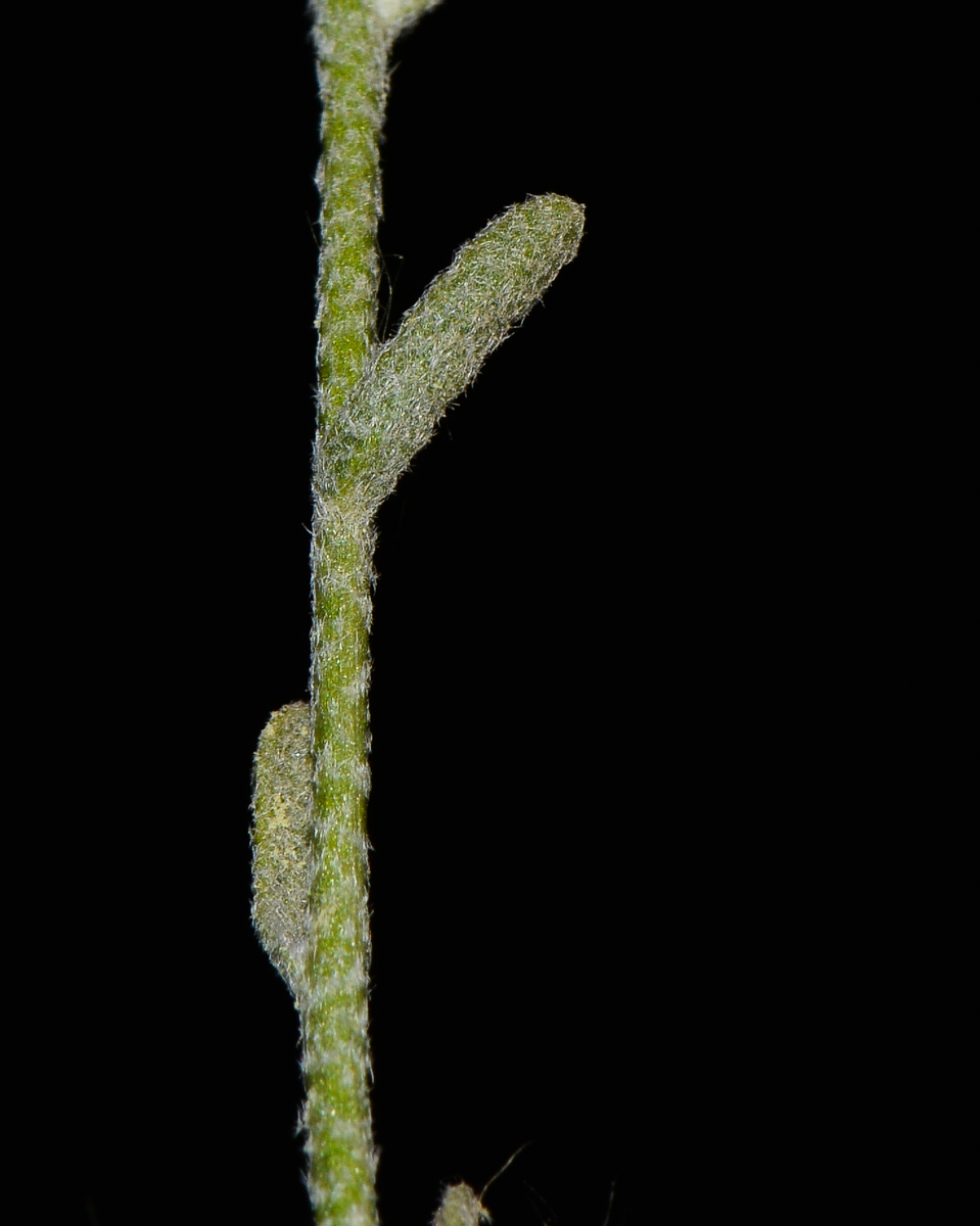 Image of Eremobium aegyptiacum specimen.