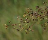 Thalictrum minus. Верхушка веточки зрелого соплодия. Восточный Казахстан, г. Усть-Каменогорск, правый берег р. Иртыш, луг. 09.08.2017.