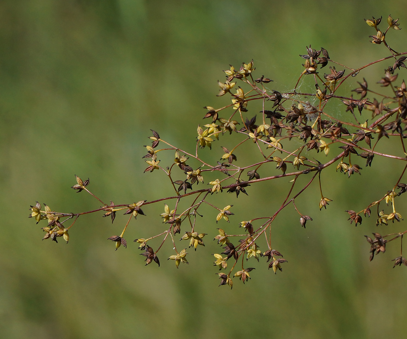 Image of Thalictrum minus specimen.