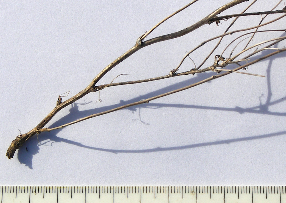 Image of familia Brassicaceae specimen.