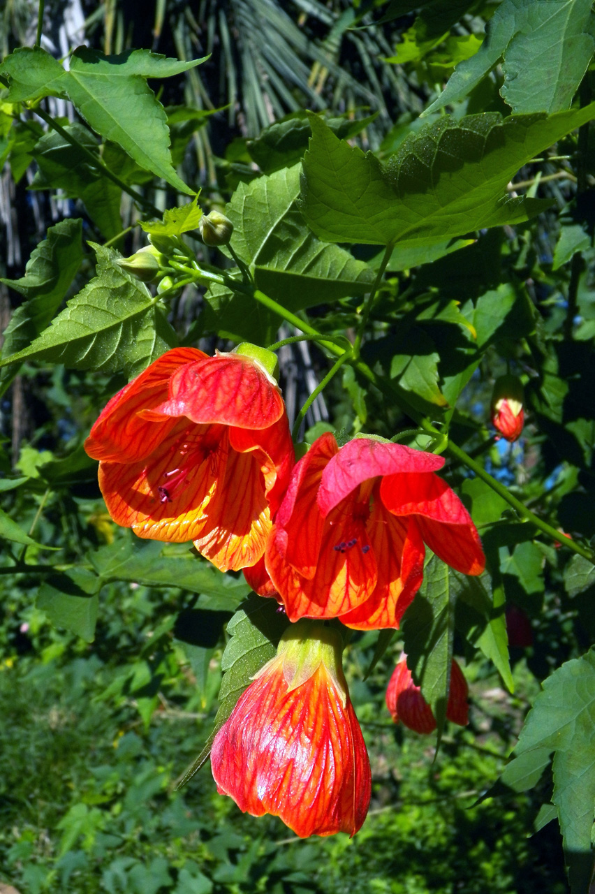 Image of Abutilon &times; hybridum specimen.