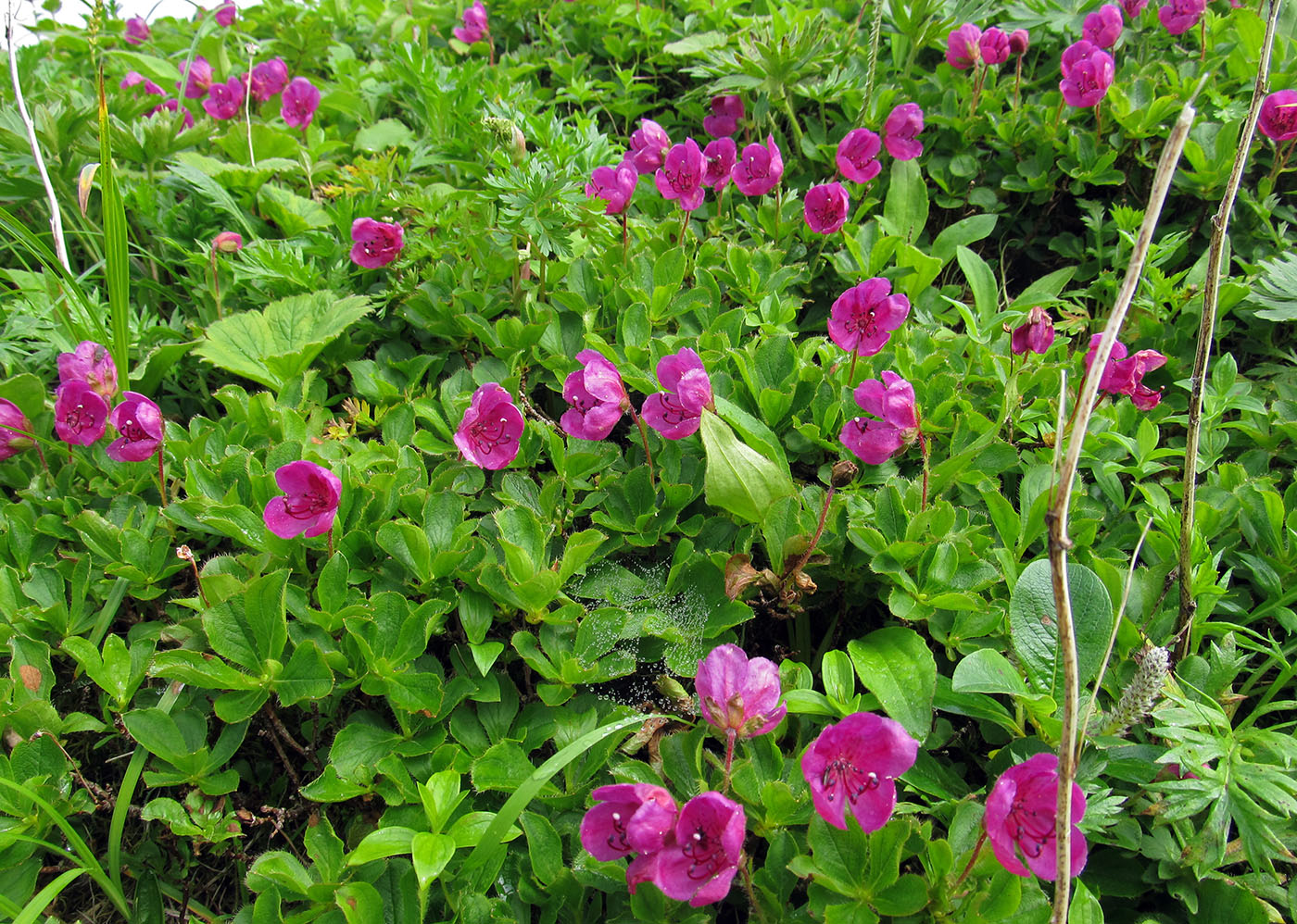 Изображение особи Rhododendron camtschaticum.