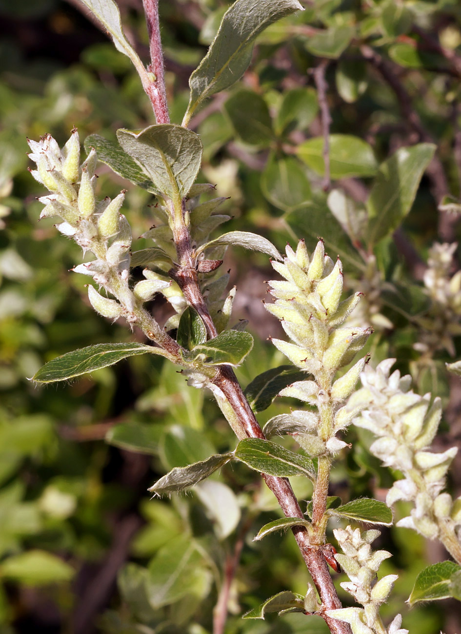 Image of genus Salix specimen.