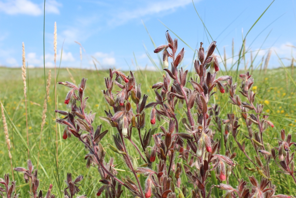 Image of Onosma polychroma specimen.