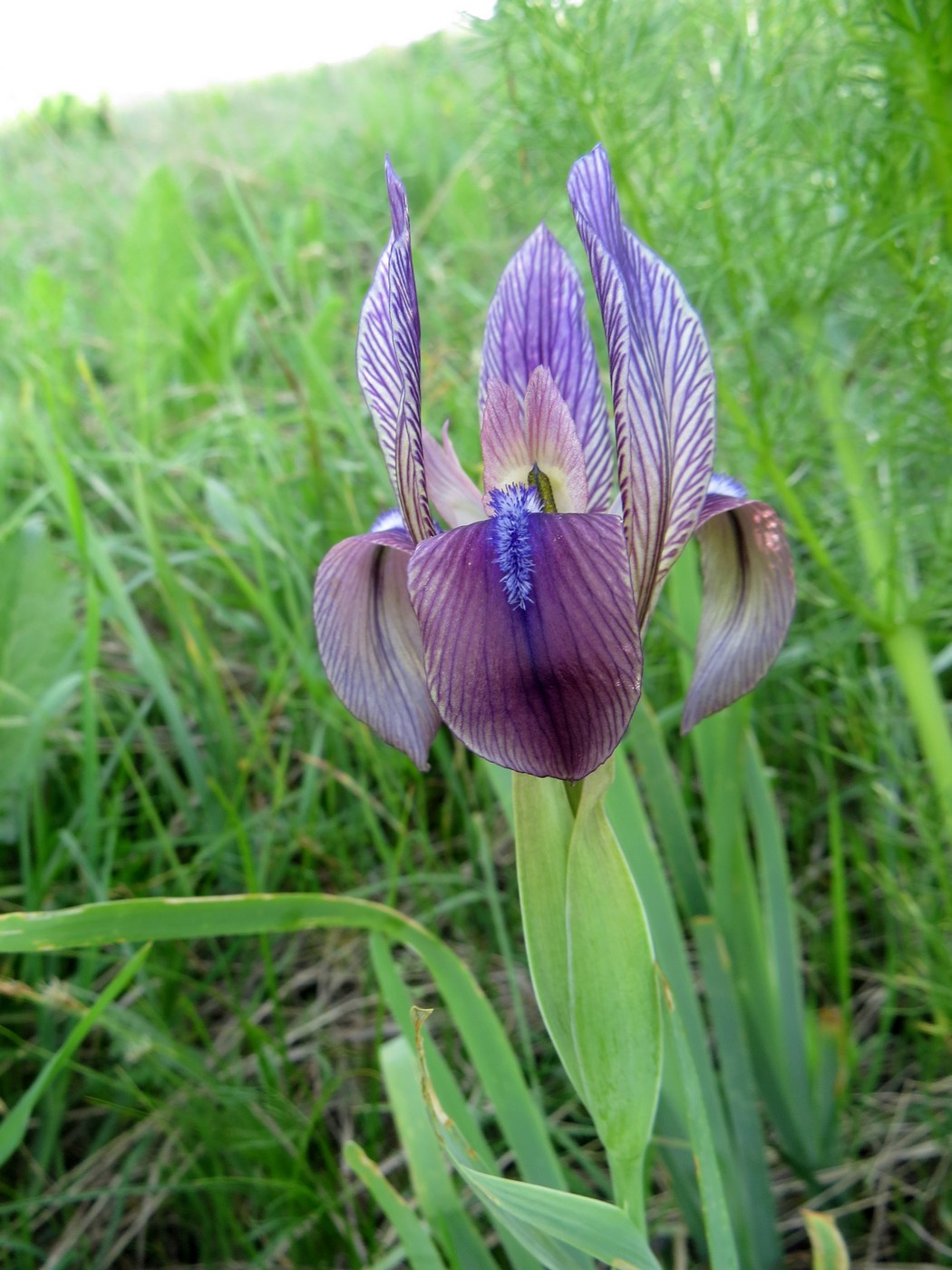 Image of Iris lineata specimen.