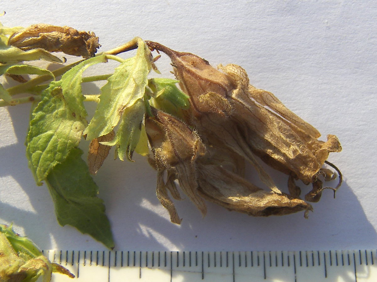 Image of Campanula pendula specimen.