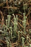 род Cladonia