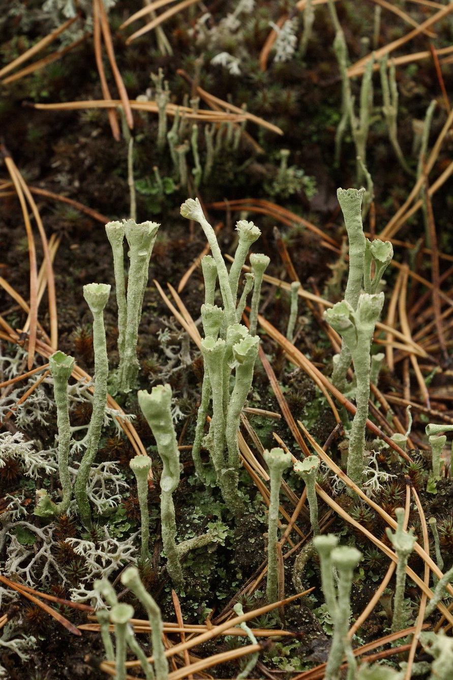 Изображение особи род Cladonia.