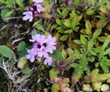 Thymus punctulosus