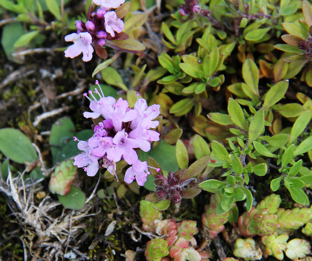 Image of Thymus punctulosus specimen.