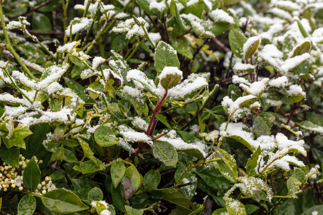 Image of Viburnum tinus specimen.