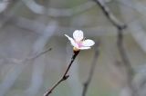 Louiseania ulmifolia