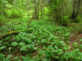 Calla palustris