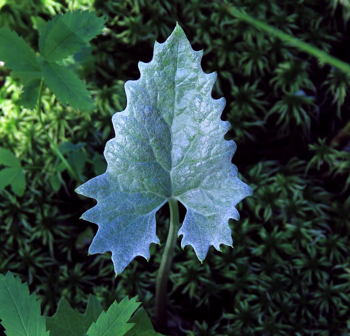 Image of Petasites frigidus specimen.