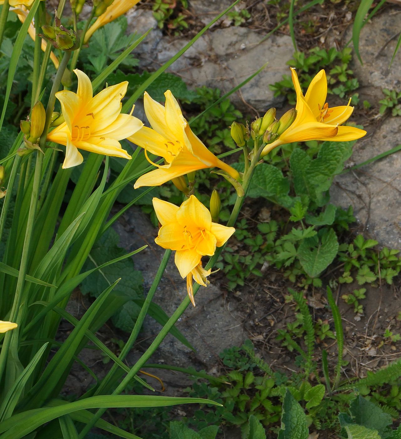 Image of Hemerocallis middendorffii specimen.