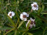 Achillea ptarmica