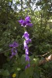 Campanula latifolia. Верхушка цветущего растения. Кабардино-Балкария, Эльбрусский р-н, выс. ок. 2350 м н.у.м., смешанный лес. 19.08.2009.