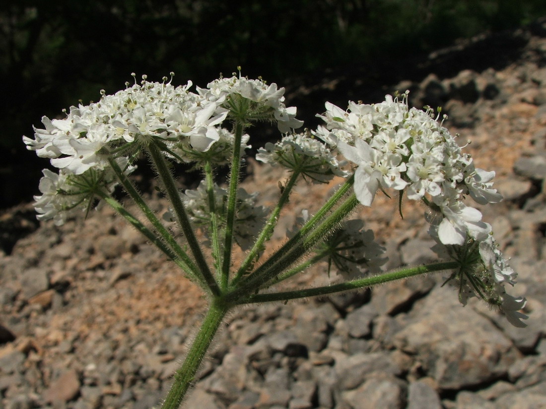 Image of Heracleum ligusticifolium specimen.