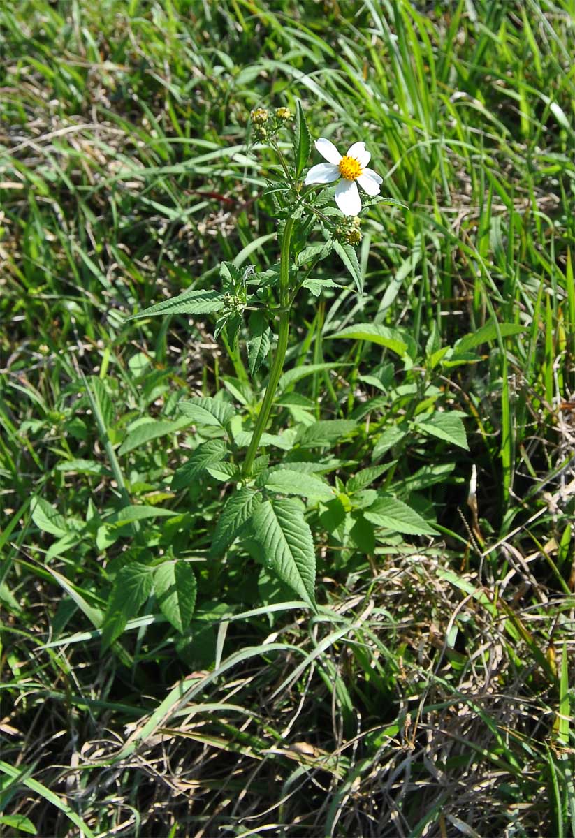 Image of Bidens pilosa specimen.