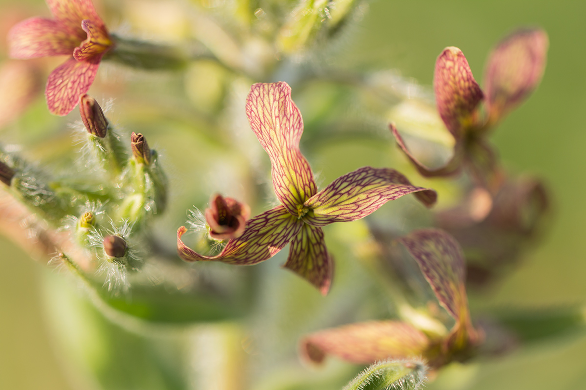 Изображение особи Hesperis tristis.