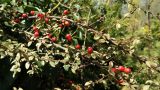 Cotoneaster dammeri var. radicans