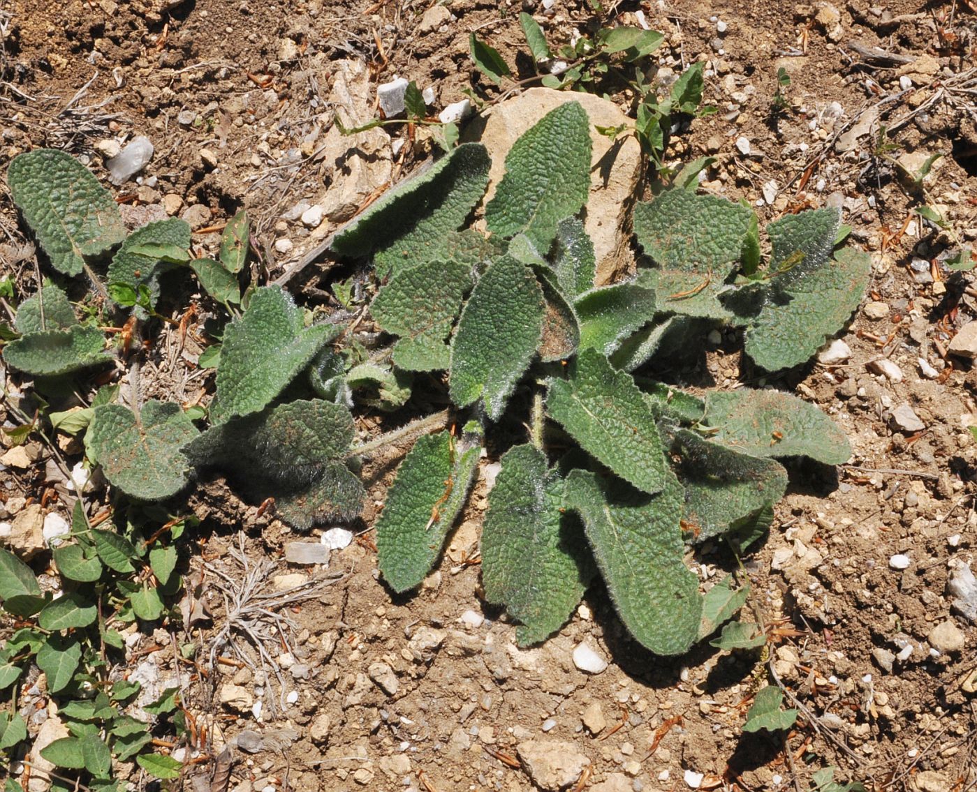 Изображение особи Salvia verticillata.