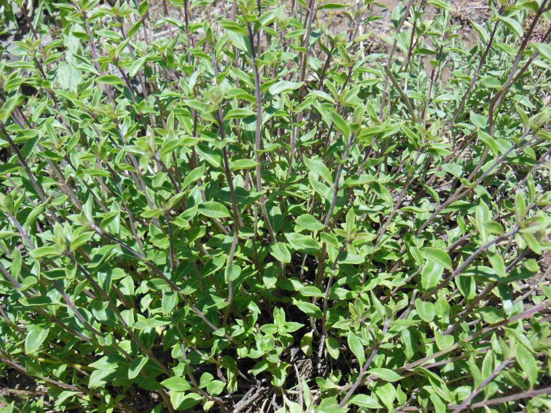 Image of Ziziphora clinopodioides specimen.