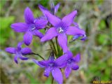 Campanula patula. Цветки. Украина, Львовская обл., Сколевский р-н, национальный природный парк \"Сколевские Бескиды\", окр. с. Каменка, на сенокосном лугу. 20.05.2018.