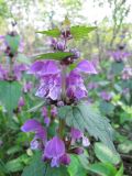 Lamium maculatum