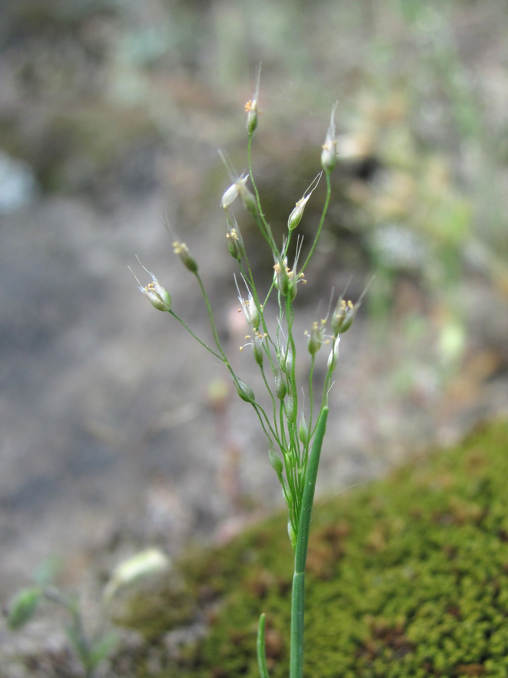 Image of Aira elegantissima specimen.