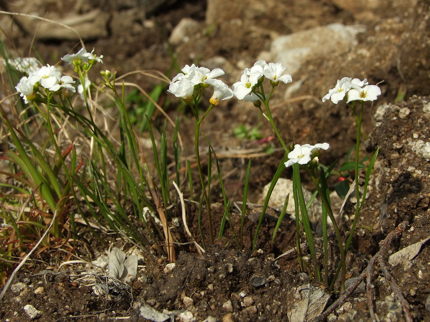 Изображение особи Cardamine victoris.