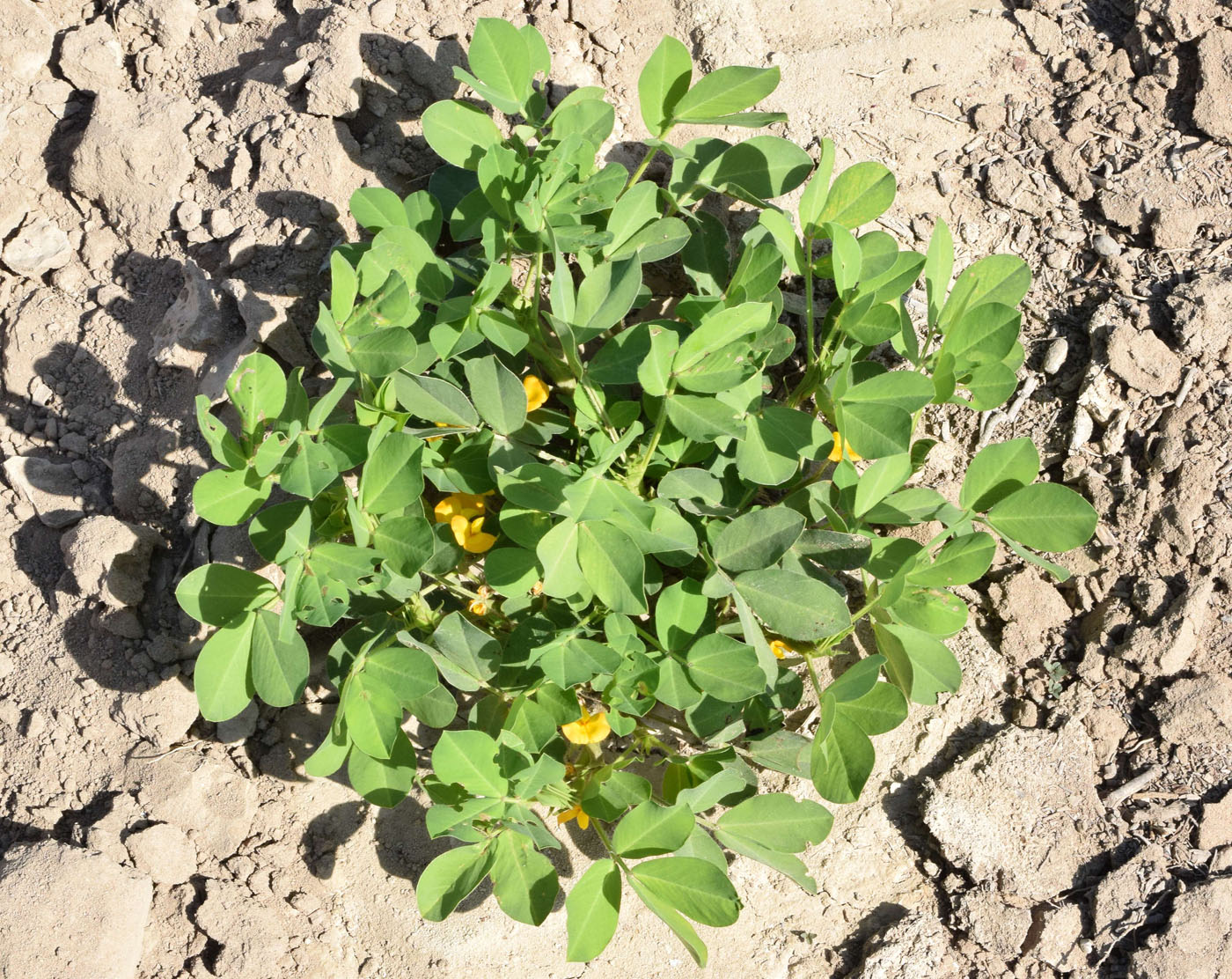 Изображение особи Arachis hypogaea.