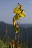 Hypericum linarioides. Верхушка побега с цветками (видны стебельчатые желёзки по краям лепестков). Адыгея, Кавказский биосферный заповедник, хр. Каменное Море, ≈ 2050 м н.у.м., в задернованной расщелине скалы. 28.07.2018.