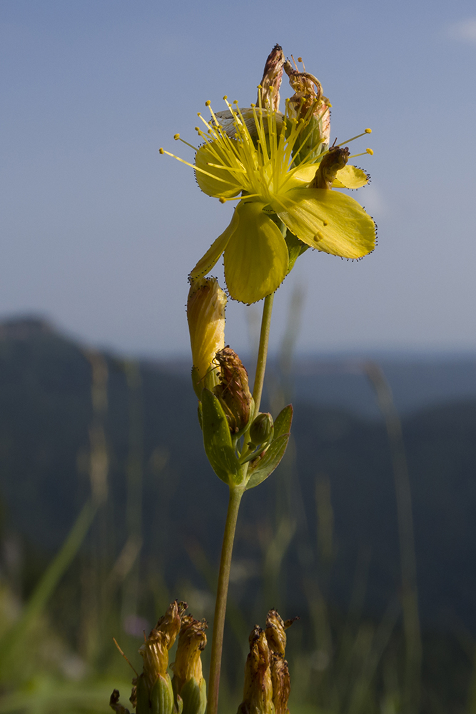 Image of Hypericum linarioides specimen.