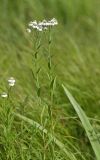 Achillea acuminata. Цветущее растение на лугу. Приморский край, Кавалеровский р-н, на правом берегу р. Зеркальная вблизи устья. 09.08.2018.