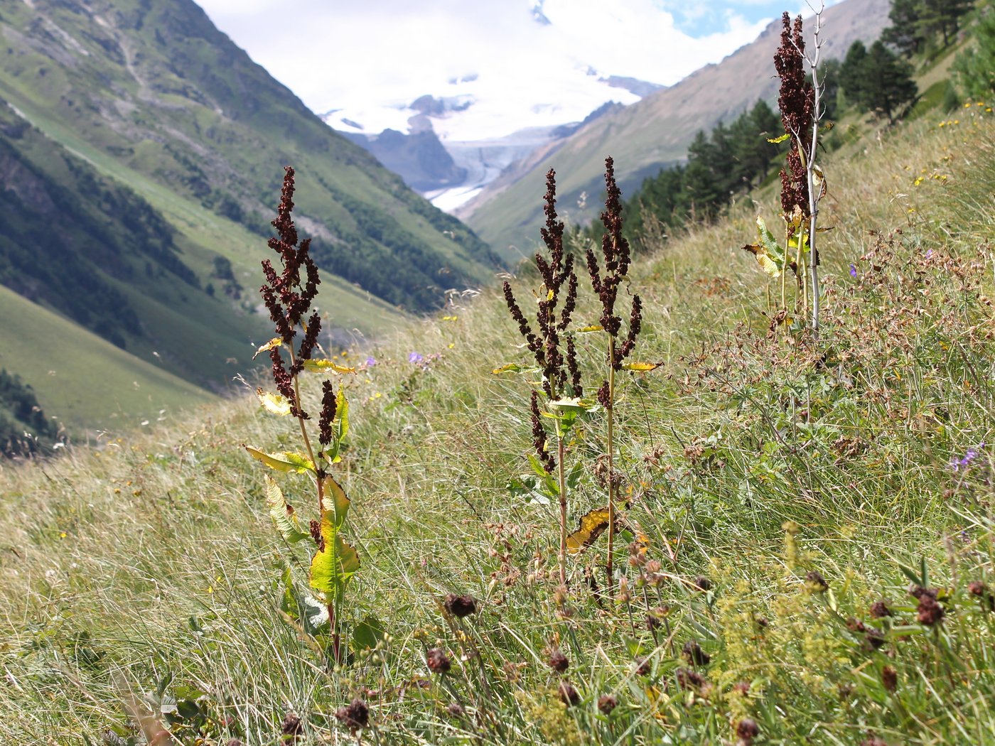 Изображение особи Rumex longifolius.