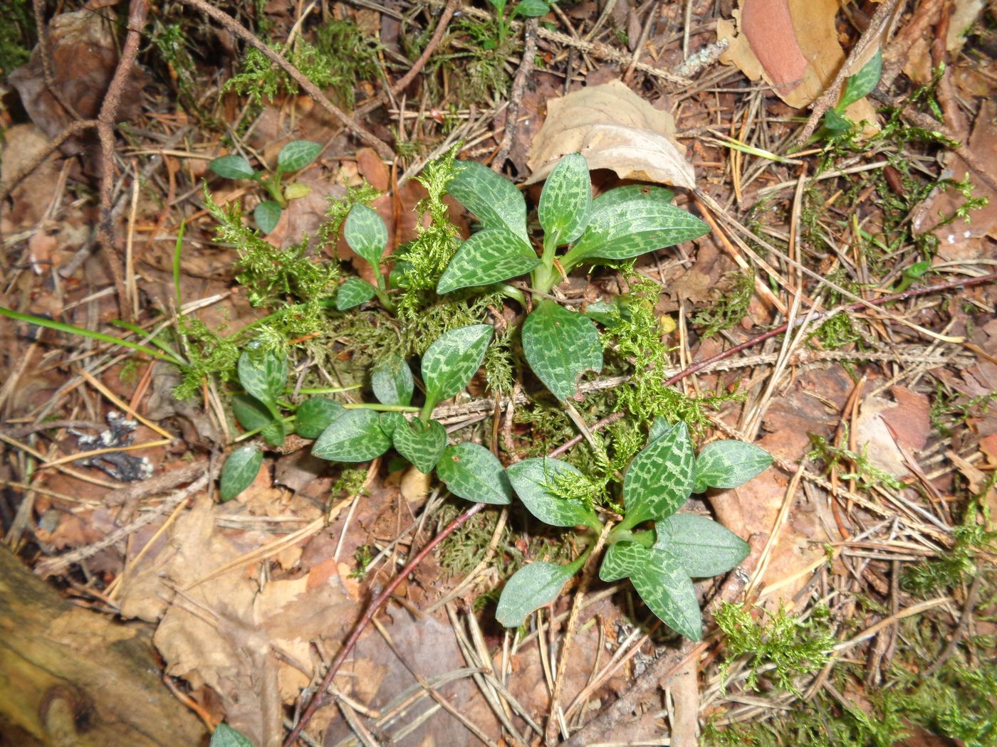 Изображение особи Goodyera repens.