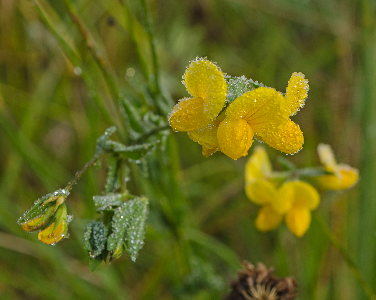 Image of genus Lotus specimen.