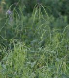 Arabis pendula. Верхушка плодоносящего растения. Кировская обл., г. Кирово-Чепецк, обочина дороги. 01.08.2018.