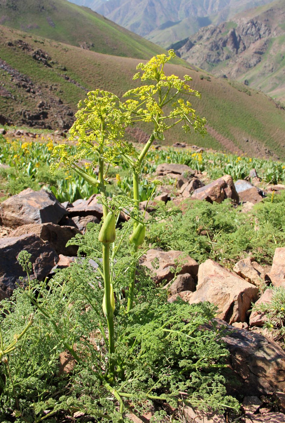 Изображение особи Ferula ferganensis.