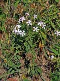 Saponaria officinalis. Цветущее и плодоносящие растения. Московская обл., Шатурский р-н, долина р. Поля, залежь. 18.08.2018.